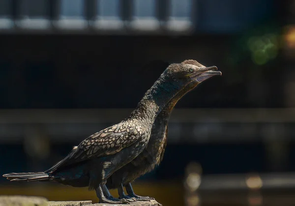 Kormoran Ptak Melbourne — Zdjęcie stockowe