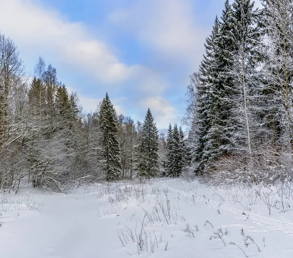 Dia Inverno Ensolarado Parque Florestal Todos Lugares Encontra Neve Branca — Fotografia de Stock