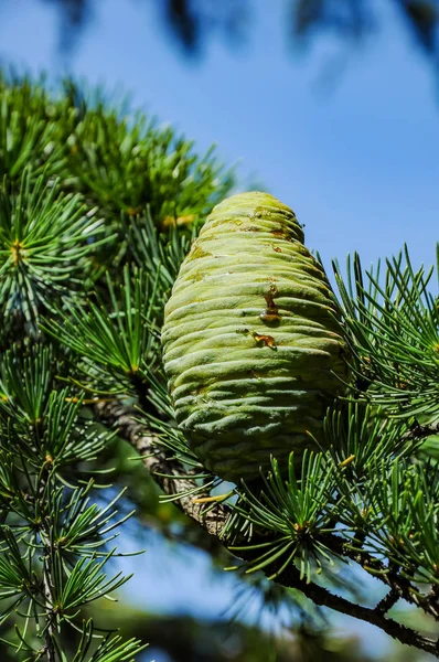 Cones on coniferous evergreen trees