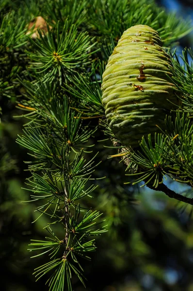 コンフィニウス常緑樹のコーン — ストック写真