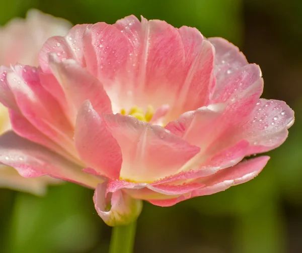 Tulpenfest Peter Auf Der Insel Elagin Mai 2019 — Stockfoto