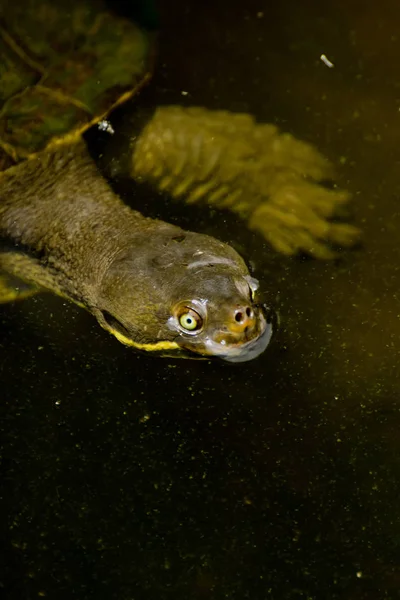 Aquatic Turtle Floating Trick Treating — Stock Photo, Image