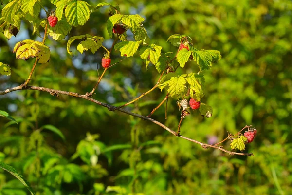 Branches Ripe Raspberries Garden — Stock Photo, Image