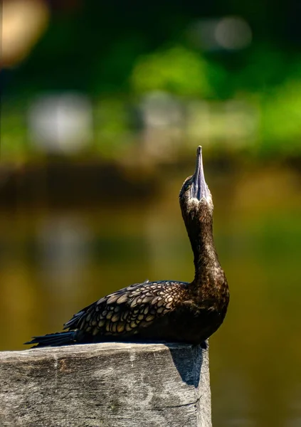 Cormorán Ave Melbourne — Foto de Stock