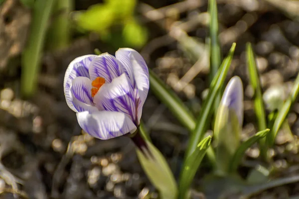 Den Första Våren Lila Blommor Krokusar Trädgården Petersburg — Stockfoto