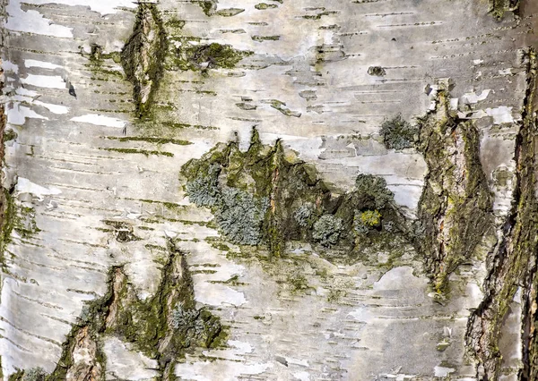 Texture Corteccia Betulla Primavera — Foto Stock