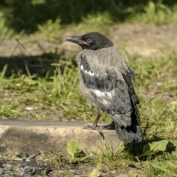 Corvo Cinzento Juvenil Tipo Nidificação Aves — Fotografia de Stock