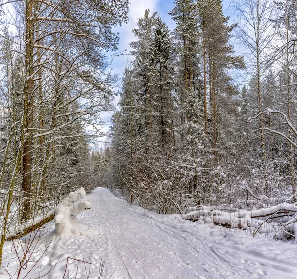 Dia Inverno Ensolarado Parque Florestal Todos Lugares Encontra Neve Branca — Fotografia de Stock