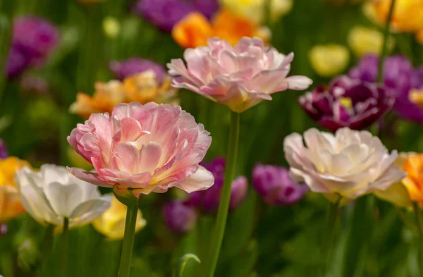 Tulpenfest Peter Auf Der Insel Elagin Mai 2019 — Stockfoto