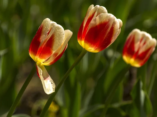 Tulpenfest Peter Auf Der Insel Elagin Mai 2019 — Stockfoto