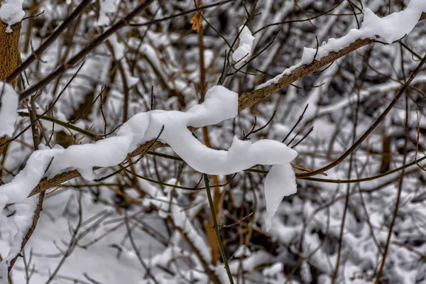 Rami Alberi Congelati Nel Parco Invernale — Foto Stock