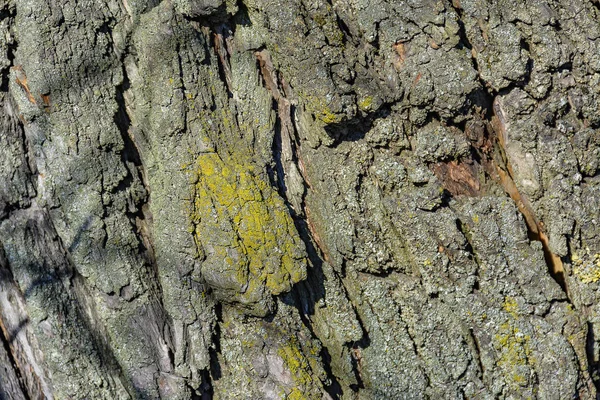 Texture Old Willow Bark Old Big Tree Growing City — Stock Photo, Image