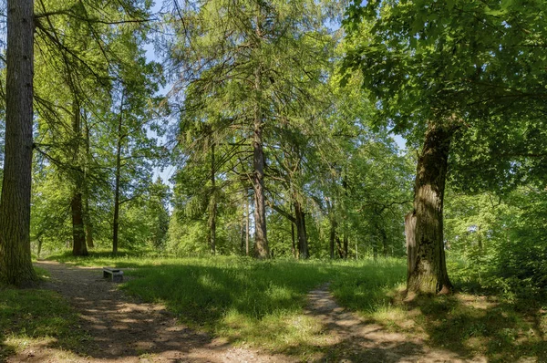 Stare Drzewa Parku Zachowane Posiadłości Ryabovo — Zdjęcie stockowe