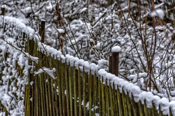 冬の雪に覆われた植物 — ストック写真