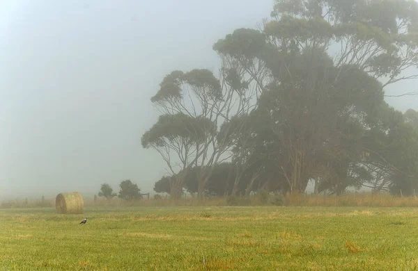 Ködös Hajnalban Warrnambool Ausztrália Gyönyörű Délelőtti Fény — Stock Fotó