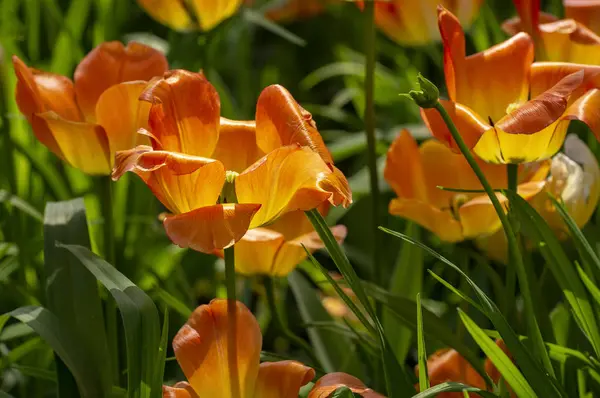 Tulpenfest Peter Auf Der Insel Elagin Mai 2019 — Stockfoto