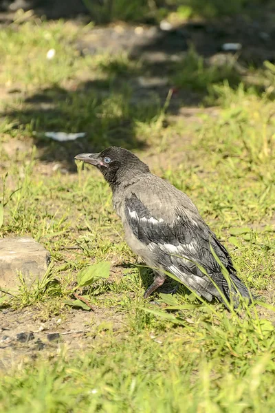 Corvo Cinzento Juvenil Tipo Nidificação Aves — Fotografia de Stock