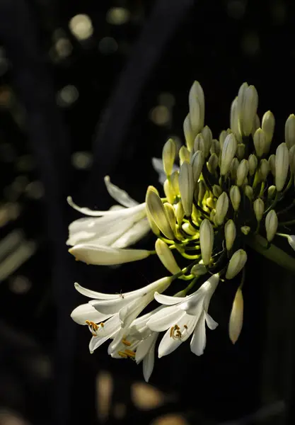 Flores Jardim Botânico Melbourne — Fotografia de Stock