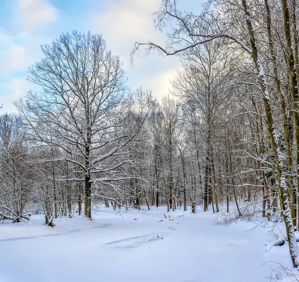 Солнечный Зимний День Лесном Парке Везде Лежит Густой Белый Снег — стоковое фото