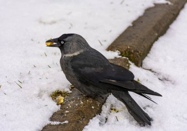 Kuş bir jackdaw onu çim atılan kraker yiyor. 