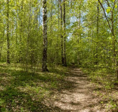 Leningrad bölgesinde Sablinka nehri boyunca bahar yürüyüşü. Sablino doğa rezervi.