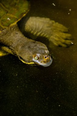 Suda kaplumbağa yüzen hile veya tedavi.