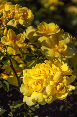 Melbourne Botanik Bahçesinde Çiçekler.