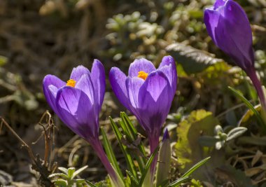 St Petersburg bahçesinde ilk bahar mor çiçekler crocuses. 