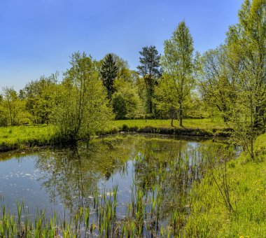 Leningrad bölgesinde Sablinka nehri boyunca bahar yürüyüşü. Sablino doğa rezervi.