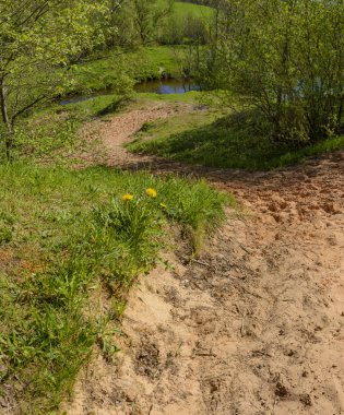 Leningrad bölgesinde Sablinka nehri boyunca bahar yürüyüşü. Sablino doğa rezervi.