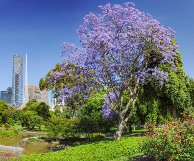 Melbourne botanik bahçesinde Blooming Jacaranda