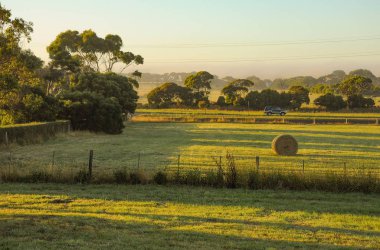 Sis ile Avustralya kırsalerken erken yaz sabahı.
