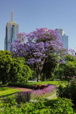Jacaranda Kraliyet Botanik bahçeleri Melbourne içinde