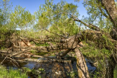 Leningrad bölgesinde Sablinka nehri boyunca bahar yürüyüşü. Sablino doğa rezervi.