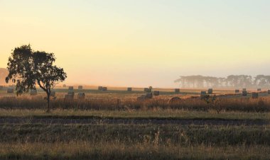 Avustralya kırsalında puslu sabah
