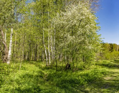 Leningrad bölgesinde Sablinka nehri boyunca bahar yürüyüşü. Sablino doğa rezervi.
