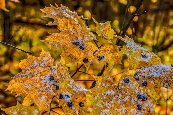 Морозное Осеннее Утро Лесном Парке Листья Растения Морозе — стоковое фото