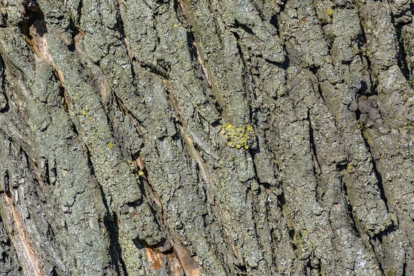 古い柳の樹皮の質感 街に生えている古い大きな木 — ストック写真