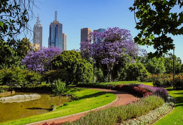 Jacaranda Královské Botanické Zahradě Melbourne — Stock fotografie