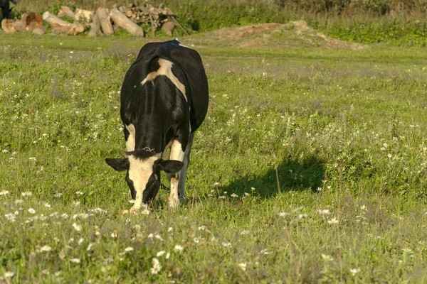 Kuh Weidet Frühmorgens Auf Einer Weide Der Nähe Des Dorfes — Stockfoto