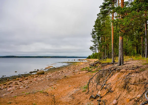 Rive Golfe Finlande Par Une Journée Automne Nuageuse Rochers Sur — Photo