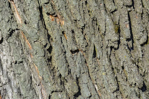 Textura Casca Salgueiro Velho Uma Velha Árvore Grande Crescendo Cidade — Fotografia de Stock