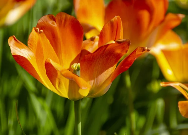 Tulpenfest Peter Auf Der Insel Elagin Mai 2019 — Stockfoto