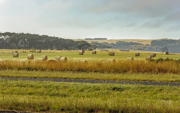 Den Sydvästra Kusten Victoria Warrnambool Australiska Stillahavskusten — Stockfoto