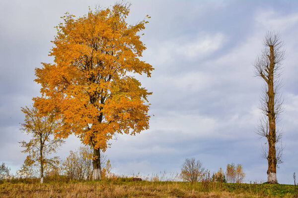 Яркие цвета Золотой осени. Золотые осенние листья
.