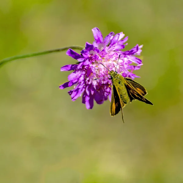 Korostovec Field Perennial Plant Honey Plant Branched Rhizome Straight Stem — Stock Photo, Image