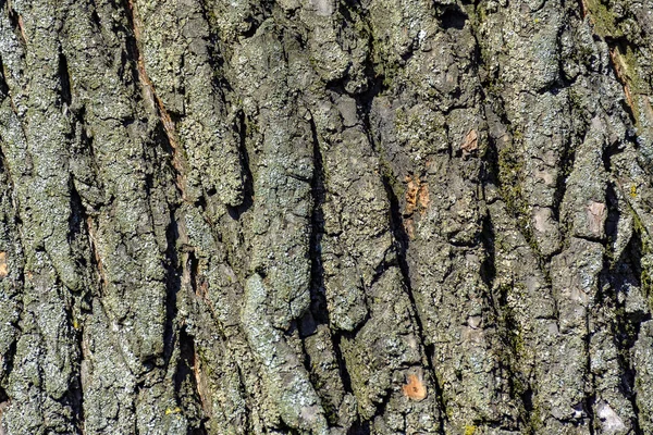 古い柳の樹皮の質感 街に生えている古い大きな木 — ストック写真