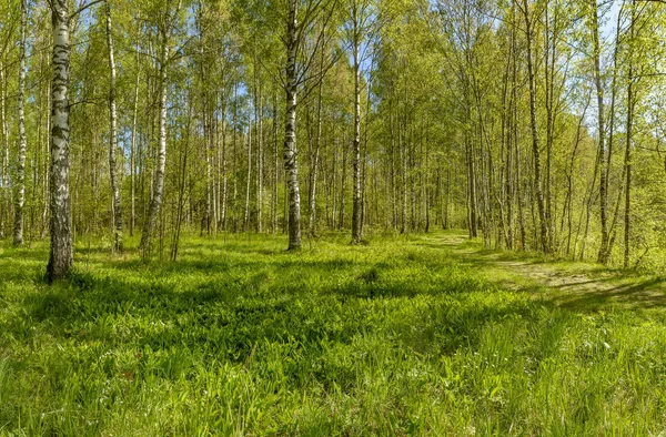 Paseo Primavera Largo Del Río Sablinka Región Leningrado Reserva Natural —  Fotos de Stock