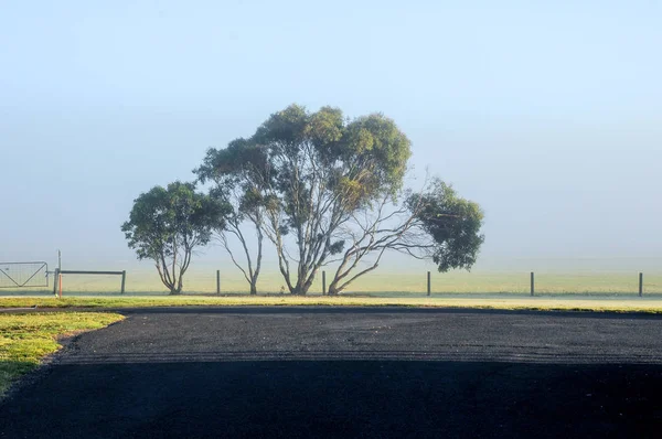 Mattinata Nebbiosa Nella Campagna Australiana — Foto Stock