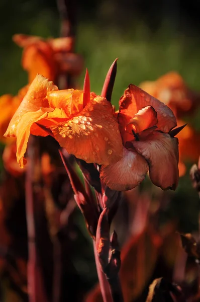 Blumen Botanischen Garten Von Melbourne — Stockfoto